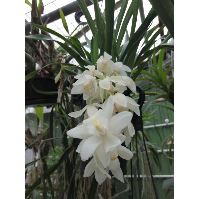 Cymbidium Ice Cascade