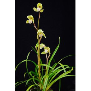 Cymbidium Tiger Tail