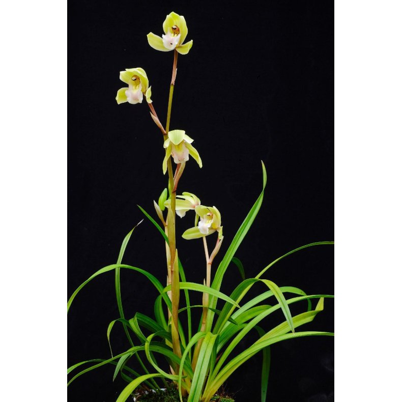 Cymbidium Tiger Tail