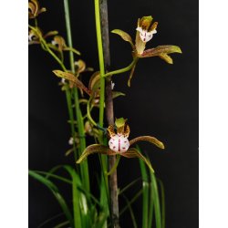 Cymbidium tracyanum