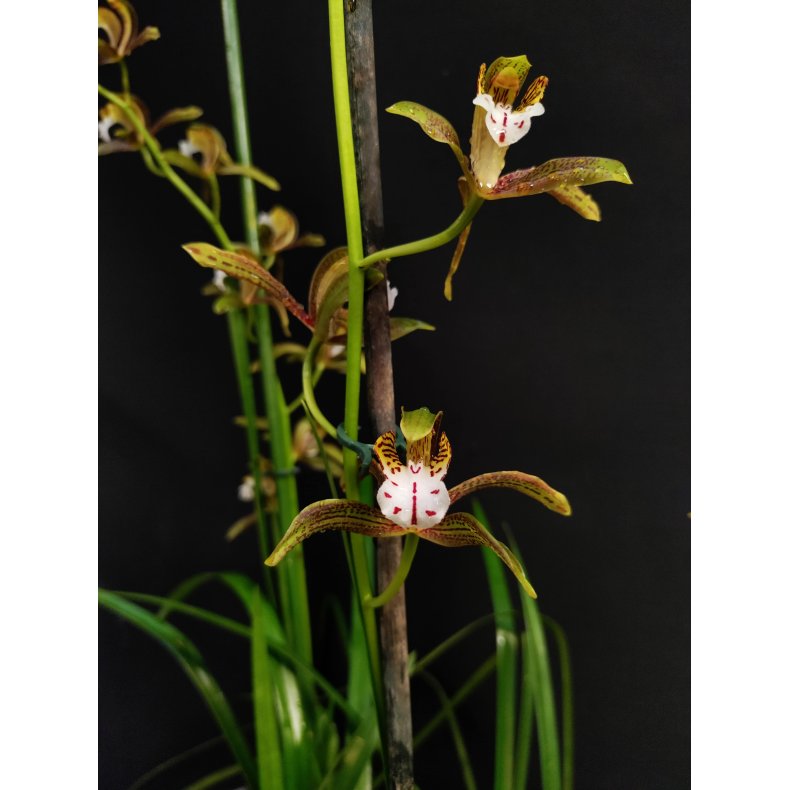 Cymbidium tracyanum