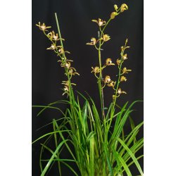 Cymbidium tracyanum