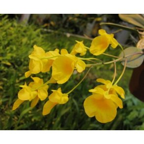 Dendrobium aggregatum/linley 