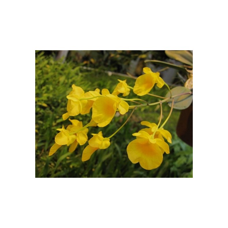 Dendrobium aggregatum/linley 