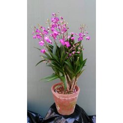 Dendrobium Berry Oda