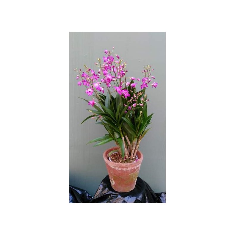 Dendrobium Berry Oda
