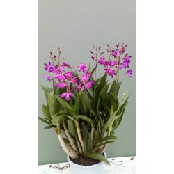 Dendrobium Berry Oda