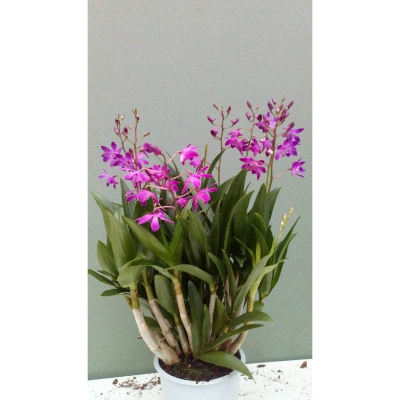 Dendrobium Berry Oda