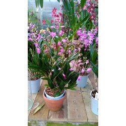 Dendrobium Berry Oda