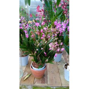 Dendrobium Berry Oda