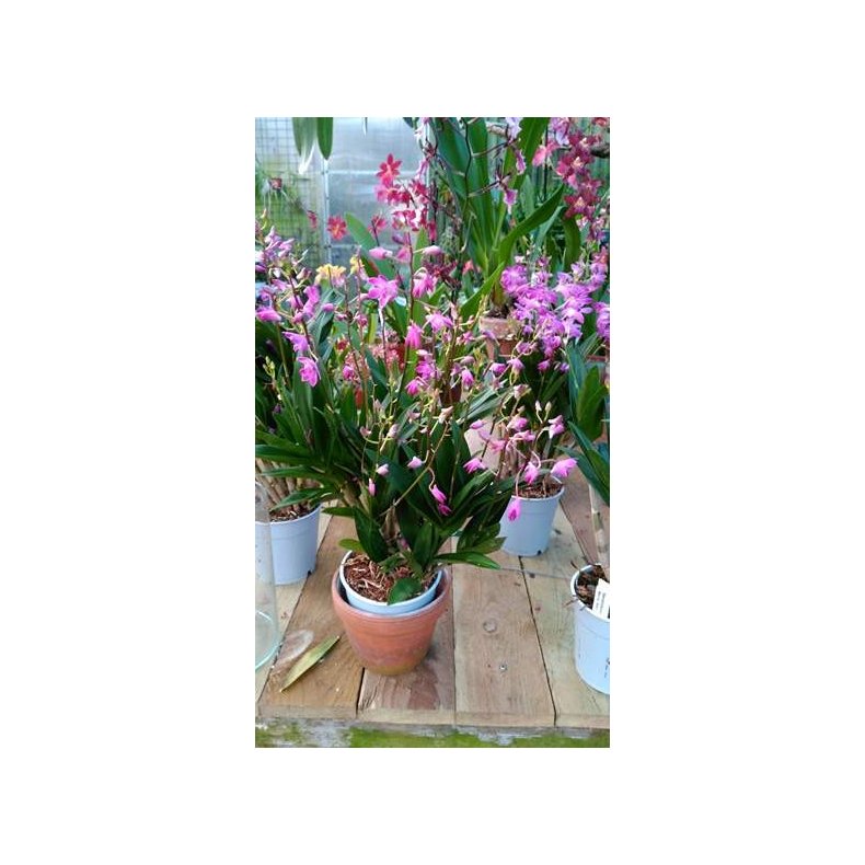 Dendrobium Berry Oda