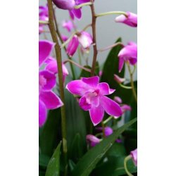 Dendrobium Berry Oda