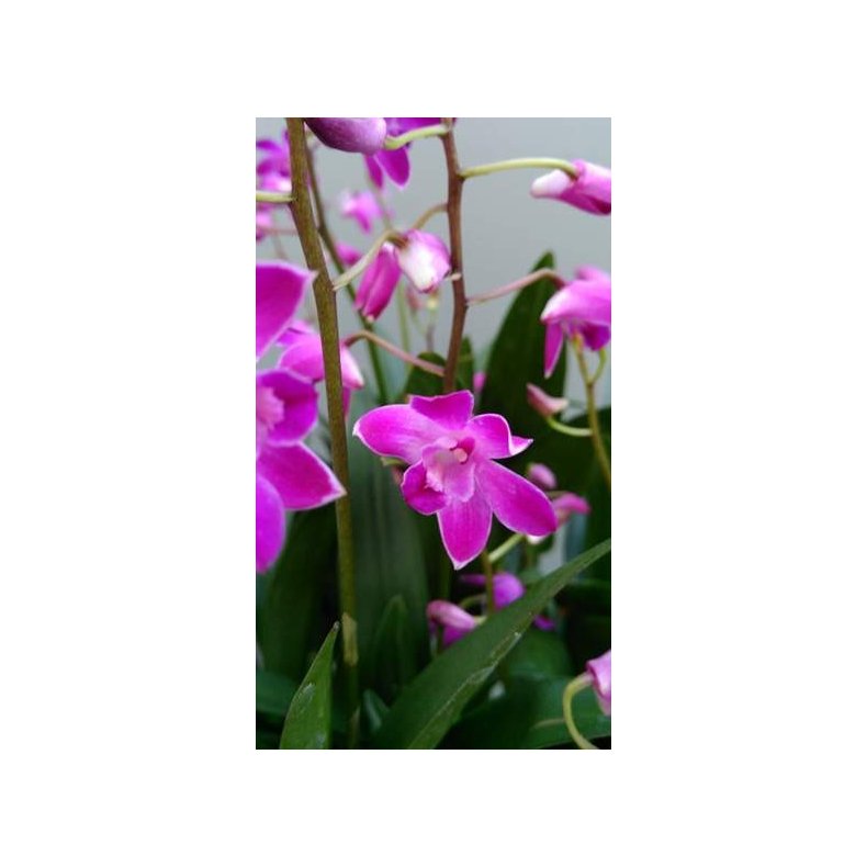 Dendrobium Berry Oda
