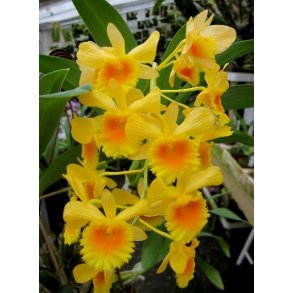 Dendrobium chrysotoxum