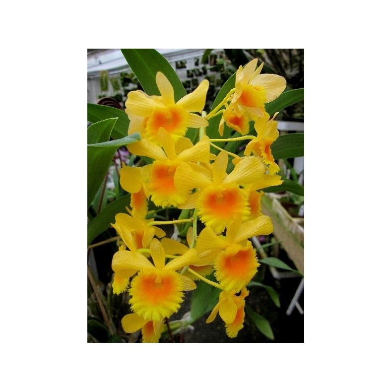 Dendrobium chrysotoxum