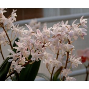 Dendrobium delicatum