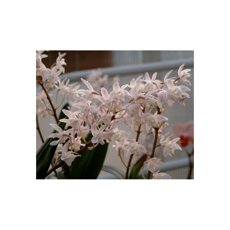 Dendrobium delicatum
