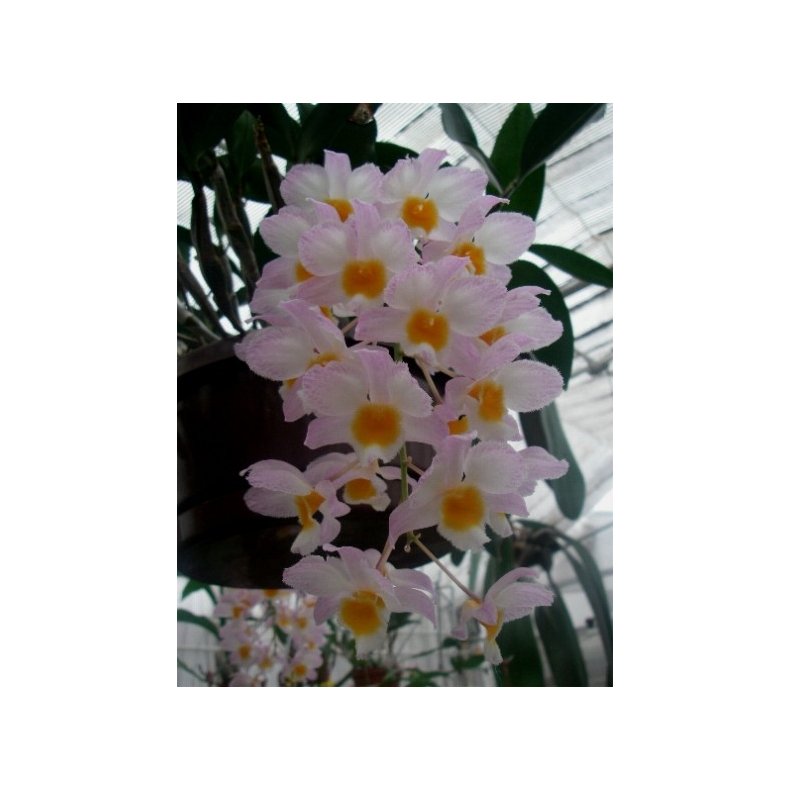 Dendrobium farmeri