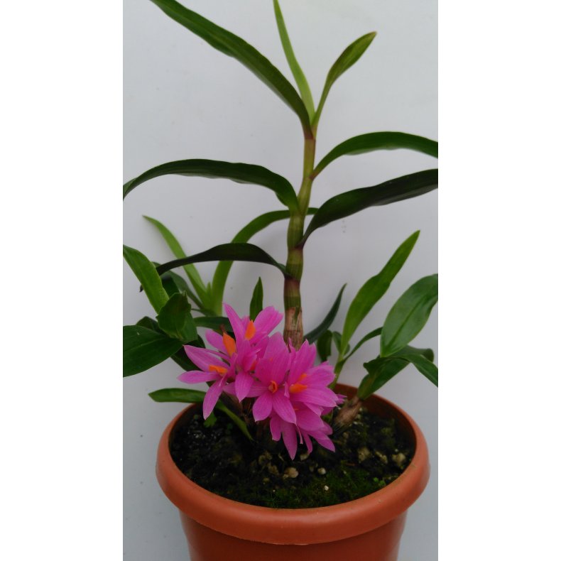 Dendrobium Hibiki