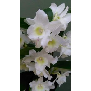 Dendrobium Nobile Hybrid (Hvid)