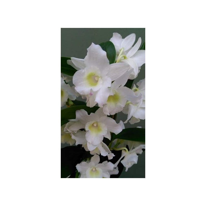Dendrobium Nobile Hybrid (Hvid)