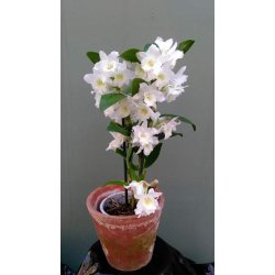 Dendrobium Nobile Hybrid (Hvid)