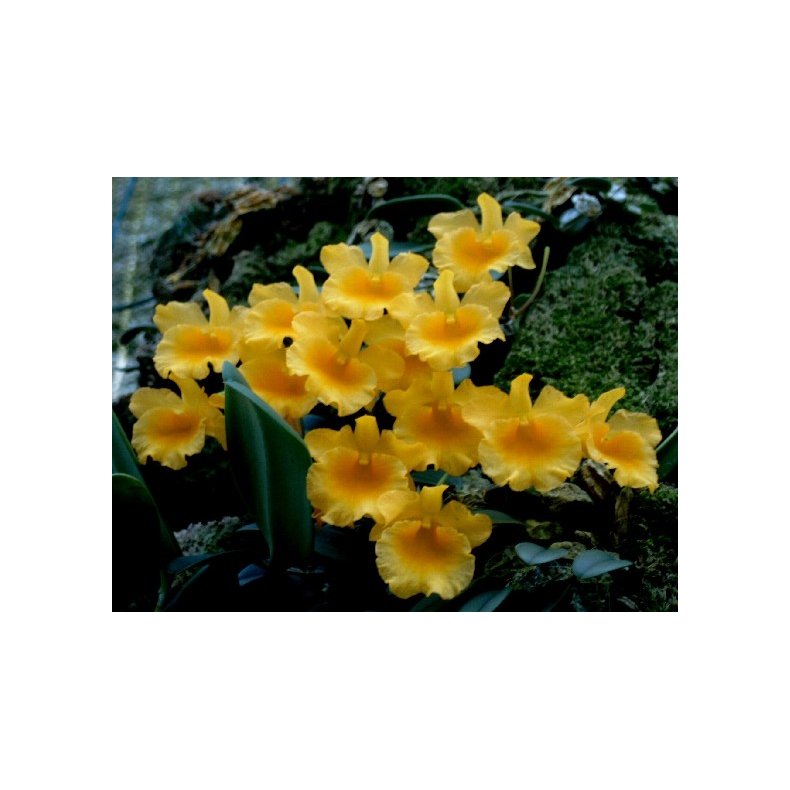 Dendrobium jenkinsi
