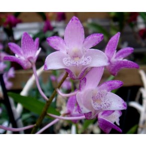 Dendrobium King Rose