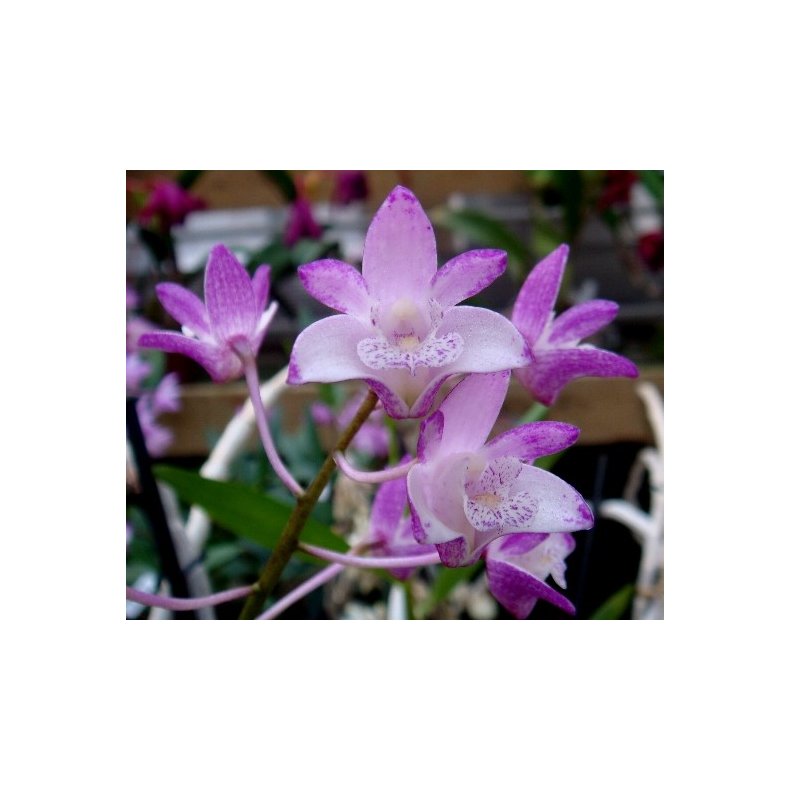 Dendrobium King Rose
