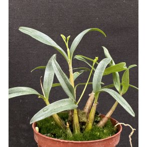 Dendrobium kingianum semi alba