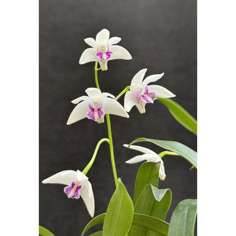 Dendrobium kingianum semi alba