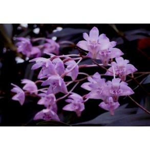 Dendrobium kingianum