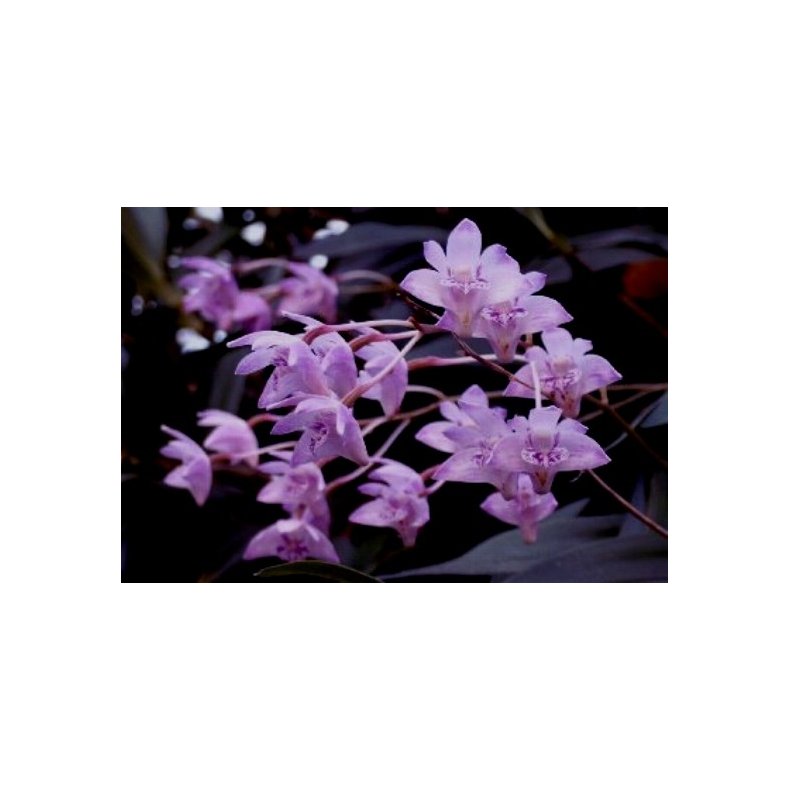 Dendrobium kingianum