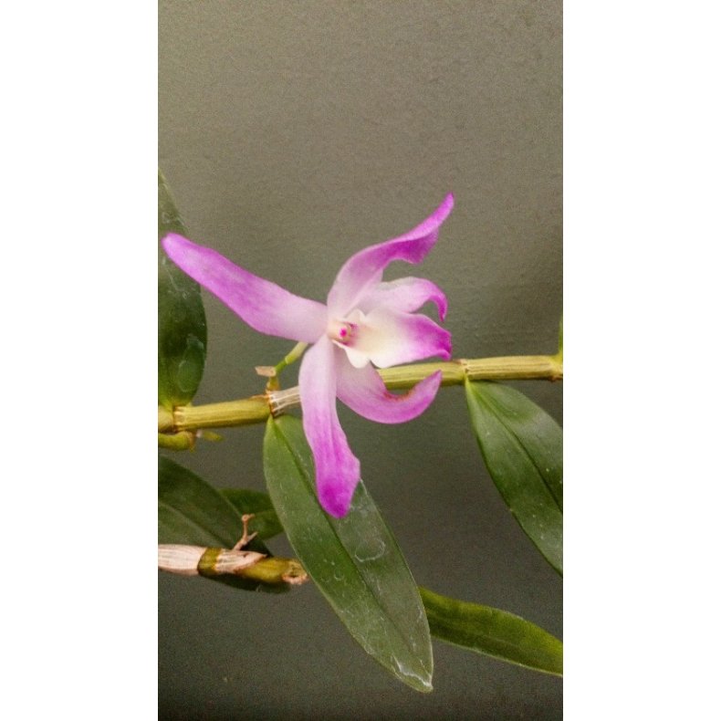 Dendrobium Kurenai pink