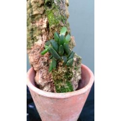 Dendrobium lichenastrum