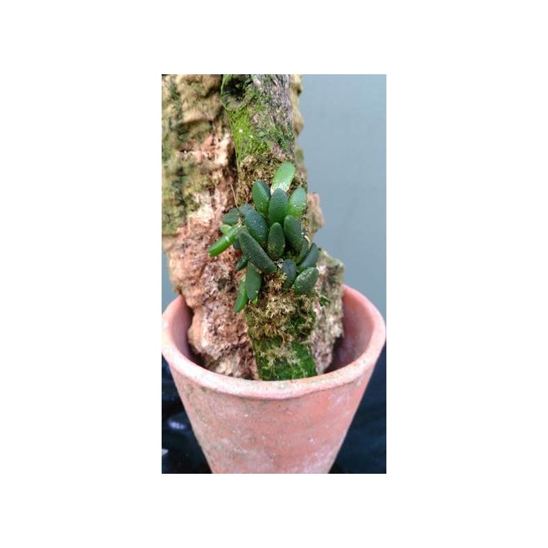 Dendrobium lichenastrum