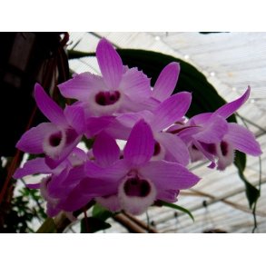 Dendrobium parishii