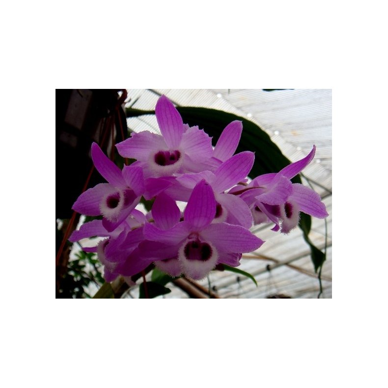 Dendrobium parishii