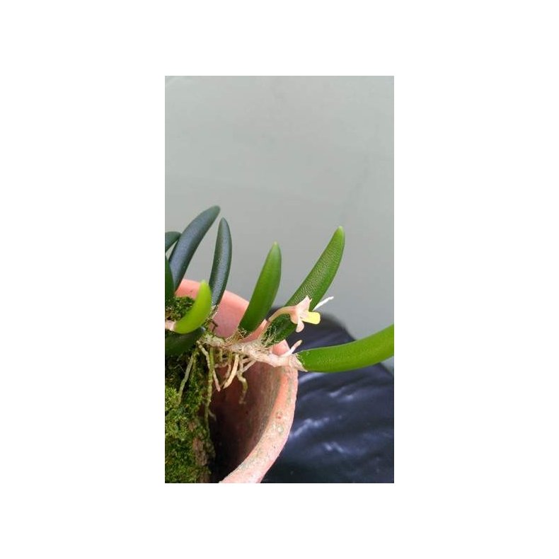 Dendrobium prenticei