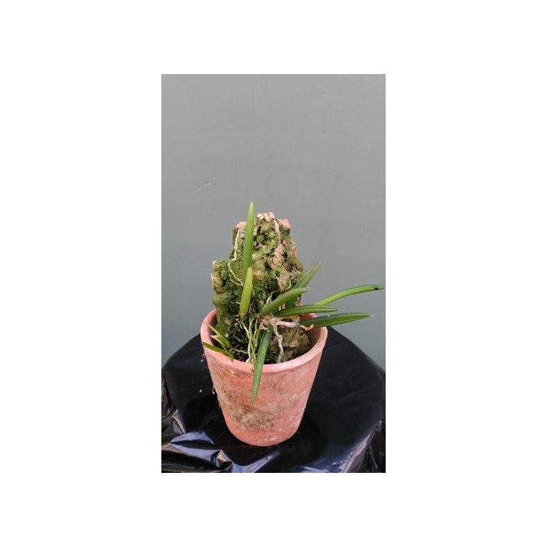 Dendrobium prenticei