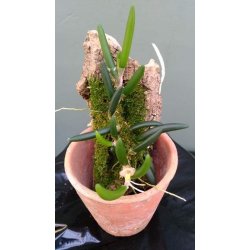 Dendrobium prenticei