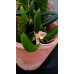 Dendrobium prenticei