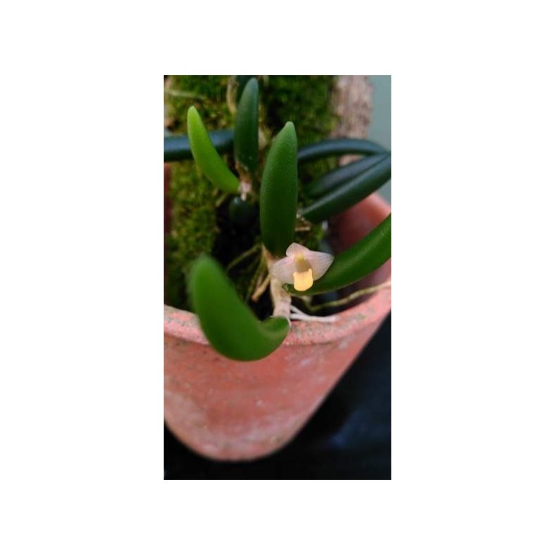 Dendrobium prenticei