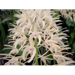 Dendrobium speciosum "compact"