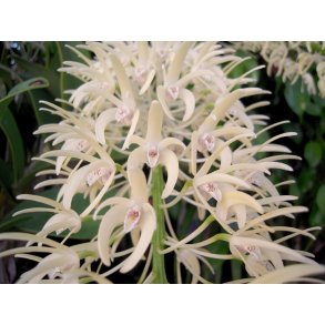 Dendrobium speciosum 