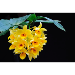 Dendrobium sulcatum