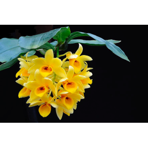 Dendrobium sulcatum