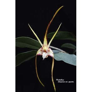 dendrobium tetragonum - p klods