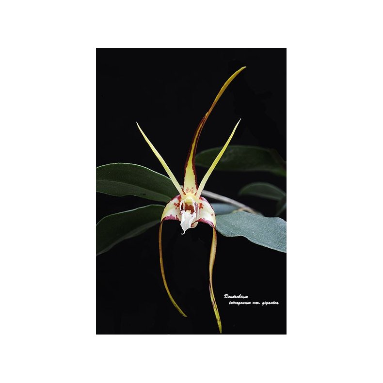 dendrobium tetragonum - p klods