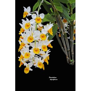 Dendrobium thyrsiflorum